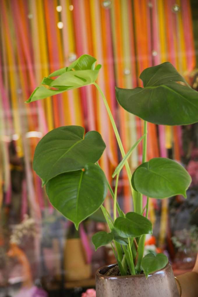 Jungle urbaine photo 1